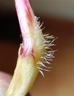  Filament at the junction of adnation-Glandular pubescent